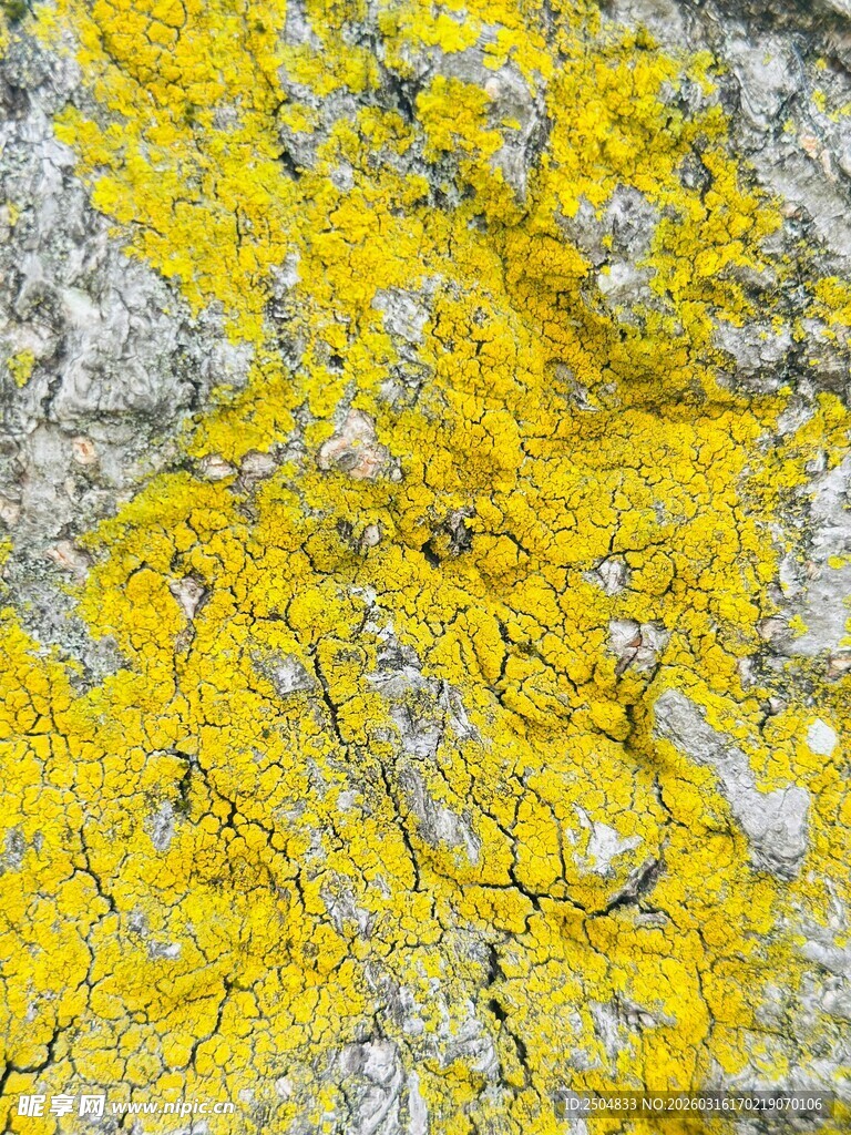 黄色地衣特写