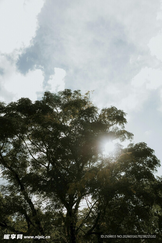 阳光穿透树梢的自然美景