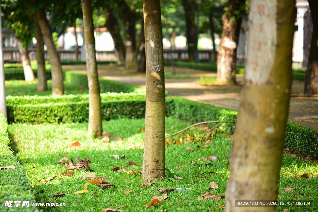 公园内整齐排列的树木