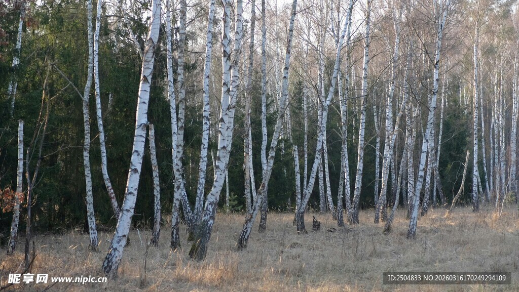 白桦林风景
