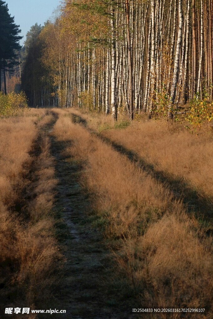 秋日林间车辙路