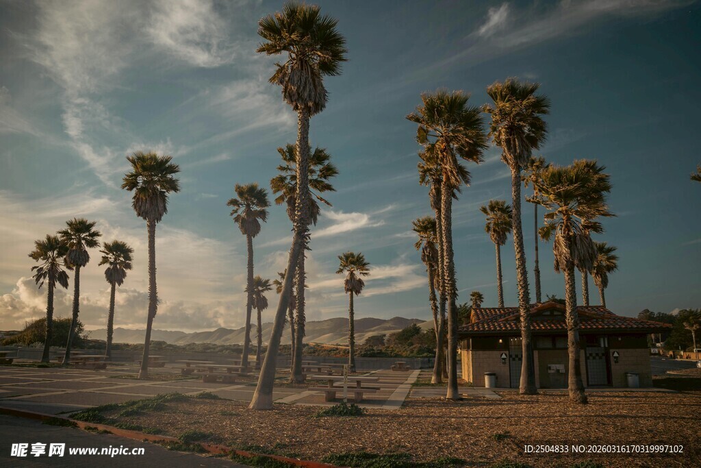 夕阳下的棕榈树林景观