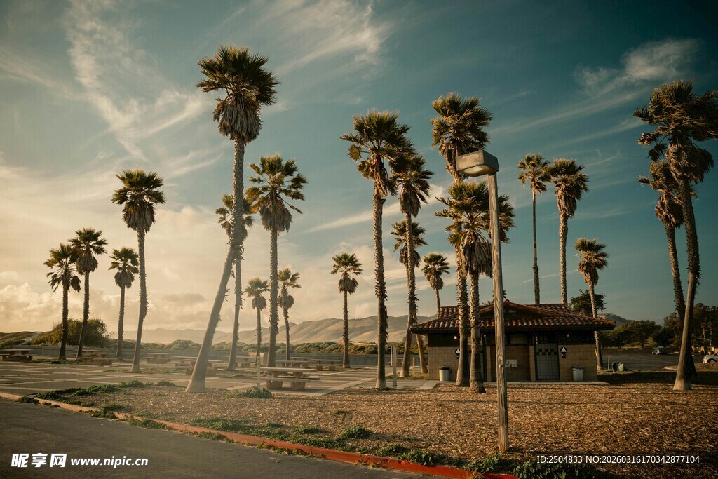海滨一排高大的棕榈树