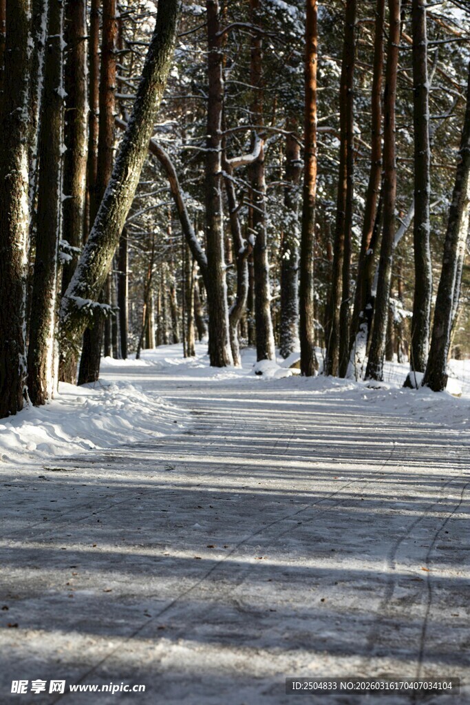 冬日雪覆林间小路