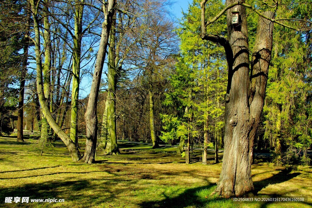 阳光照耀下的静谧树林