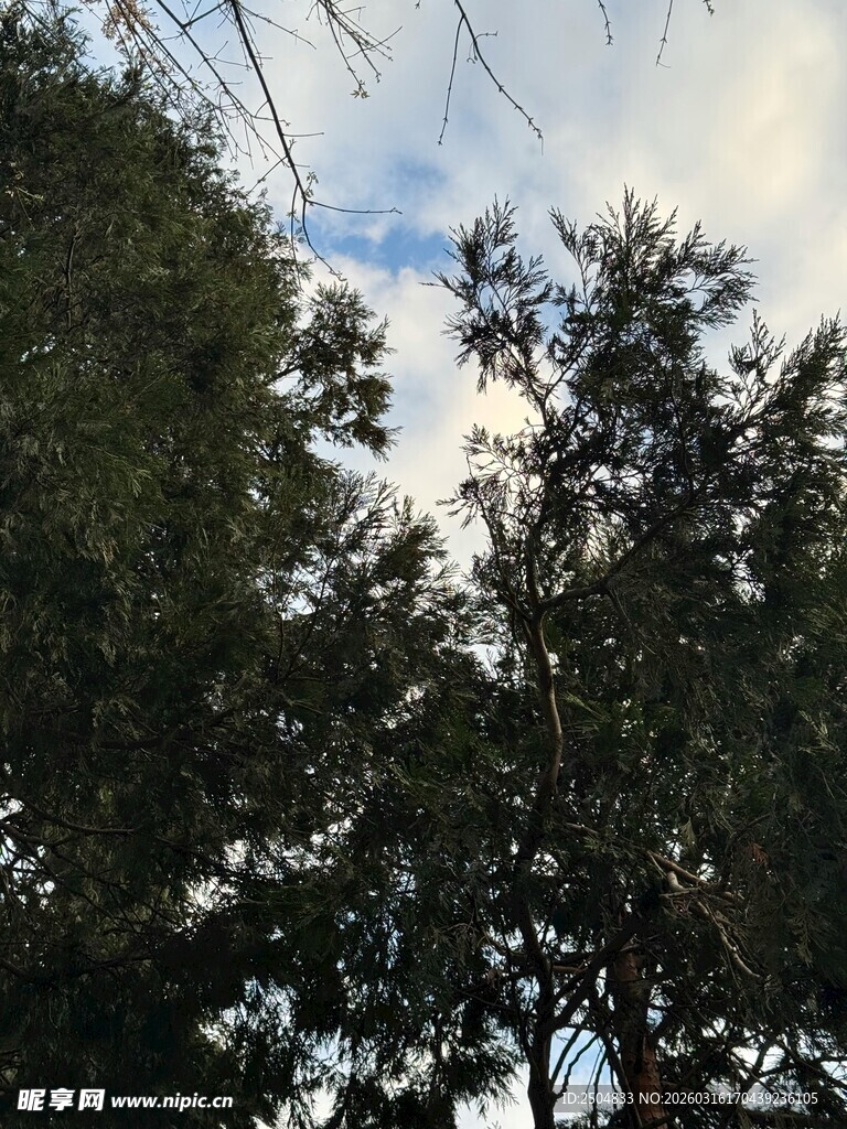 树梢间的天空与枝叶