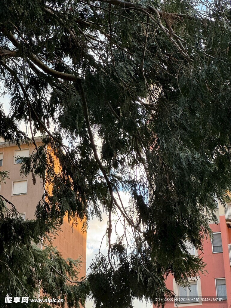 枝叶间的城市建筑一角