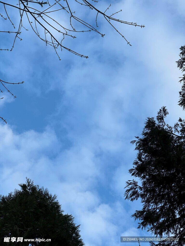 蓝天白云下的树木景致