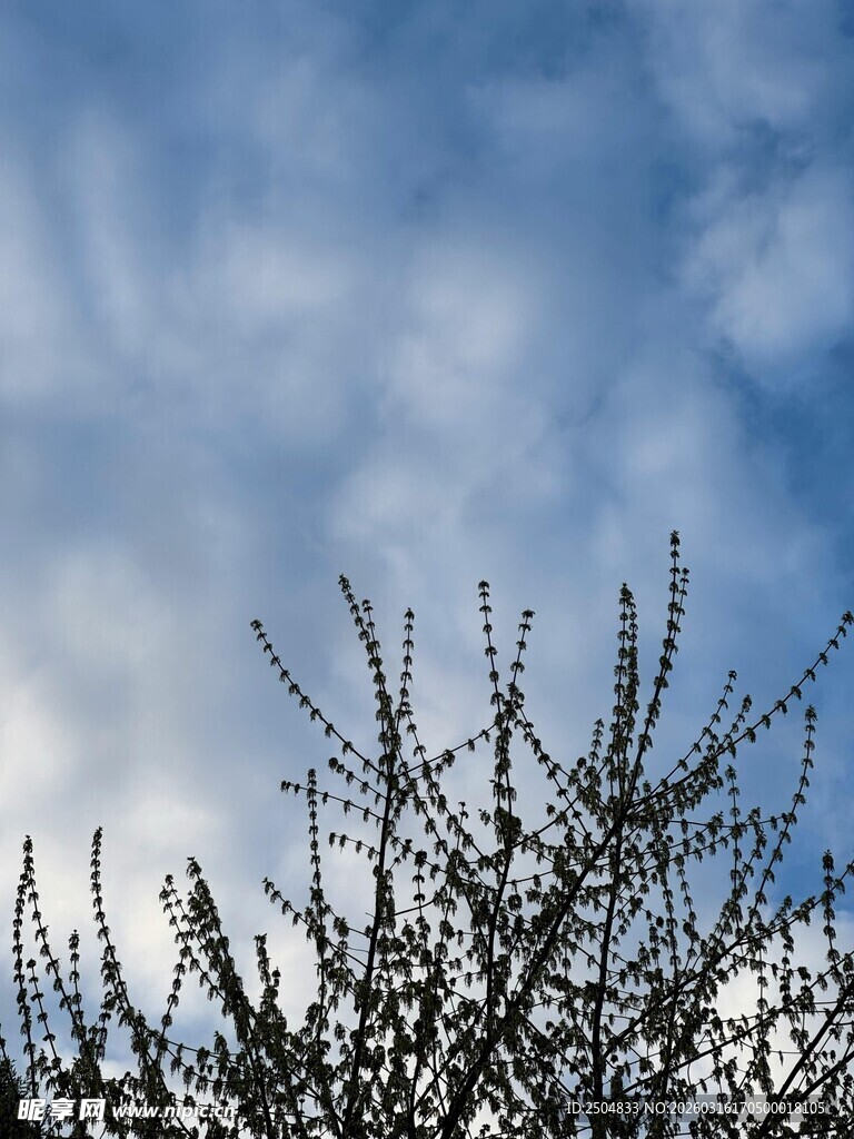 蓝天映衬下的光秃树枝