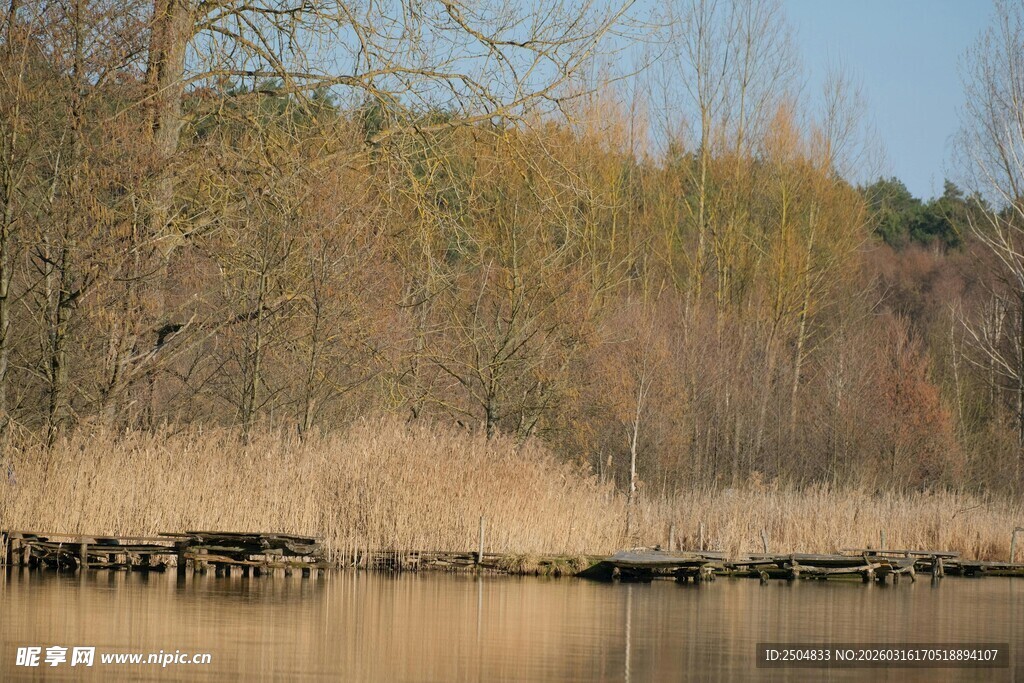 湖畔芦苇与倒影的静谧景致