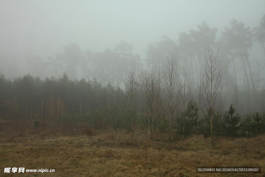 雾中森林景象