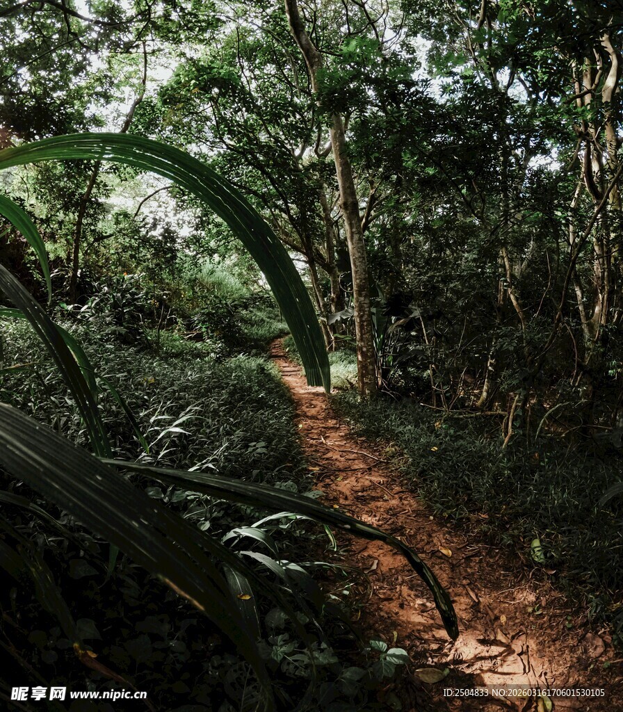 森林中的蜿蜒小径