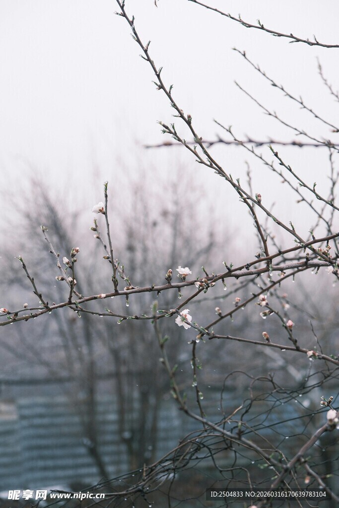冬日枝头覆薄冰景象