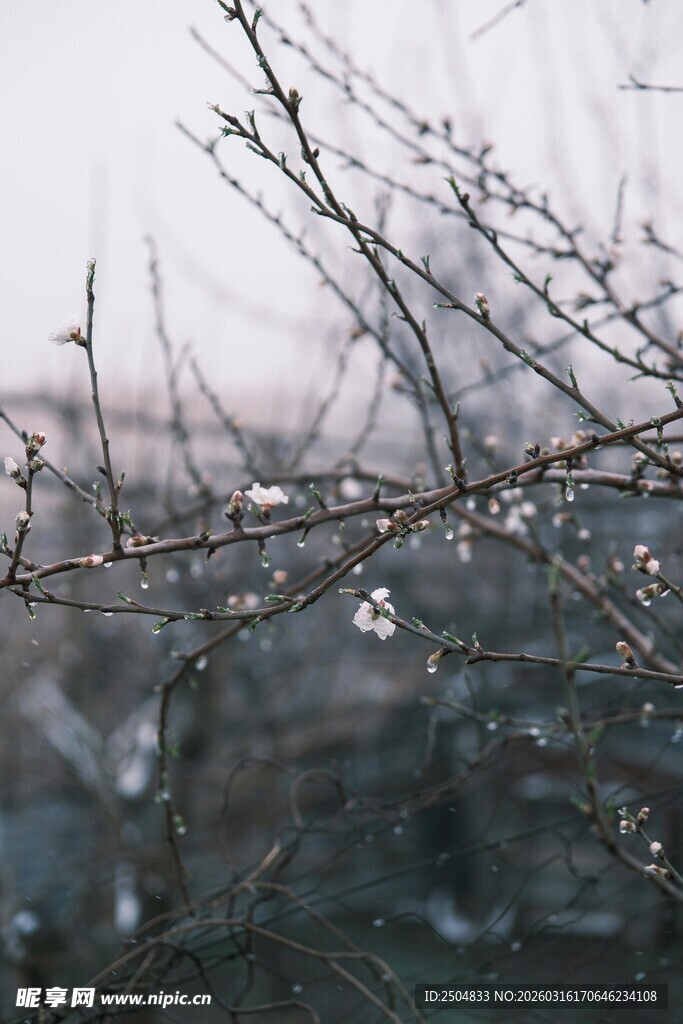 枝头水珠 冬日萧瑟景致