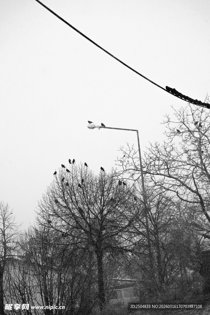冬日城郊电线与树木景象