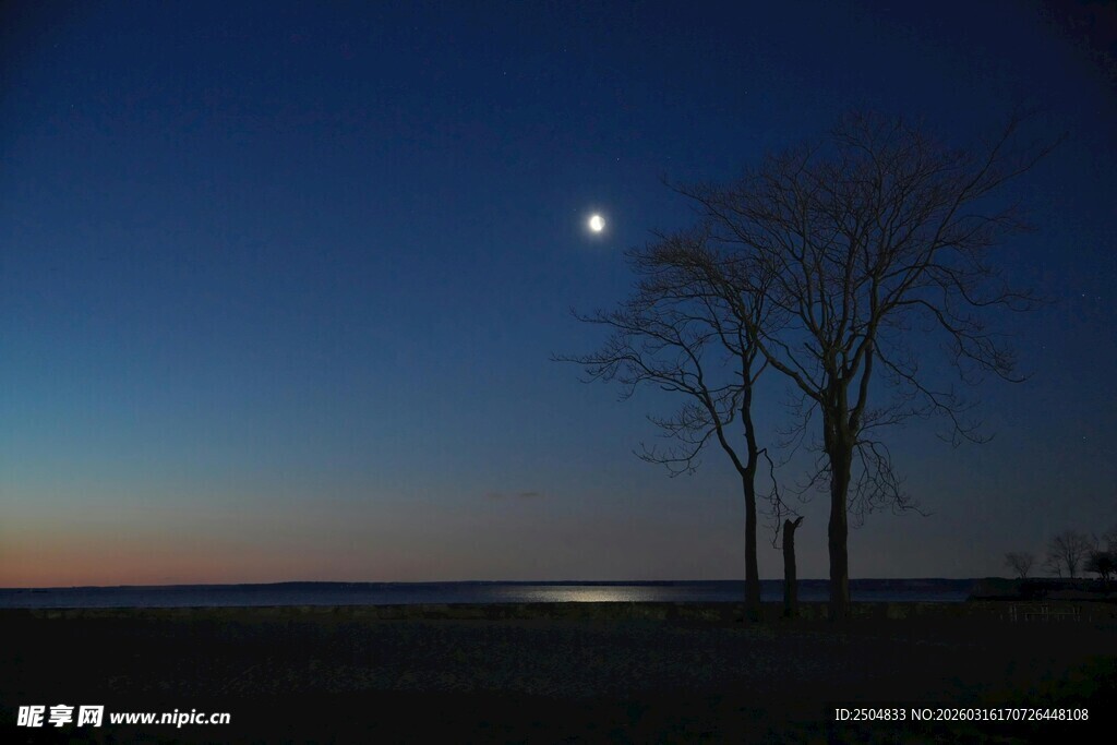 月夜下的孤树与宁静湖景