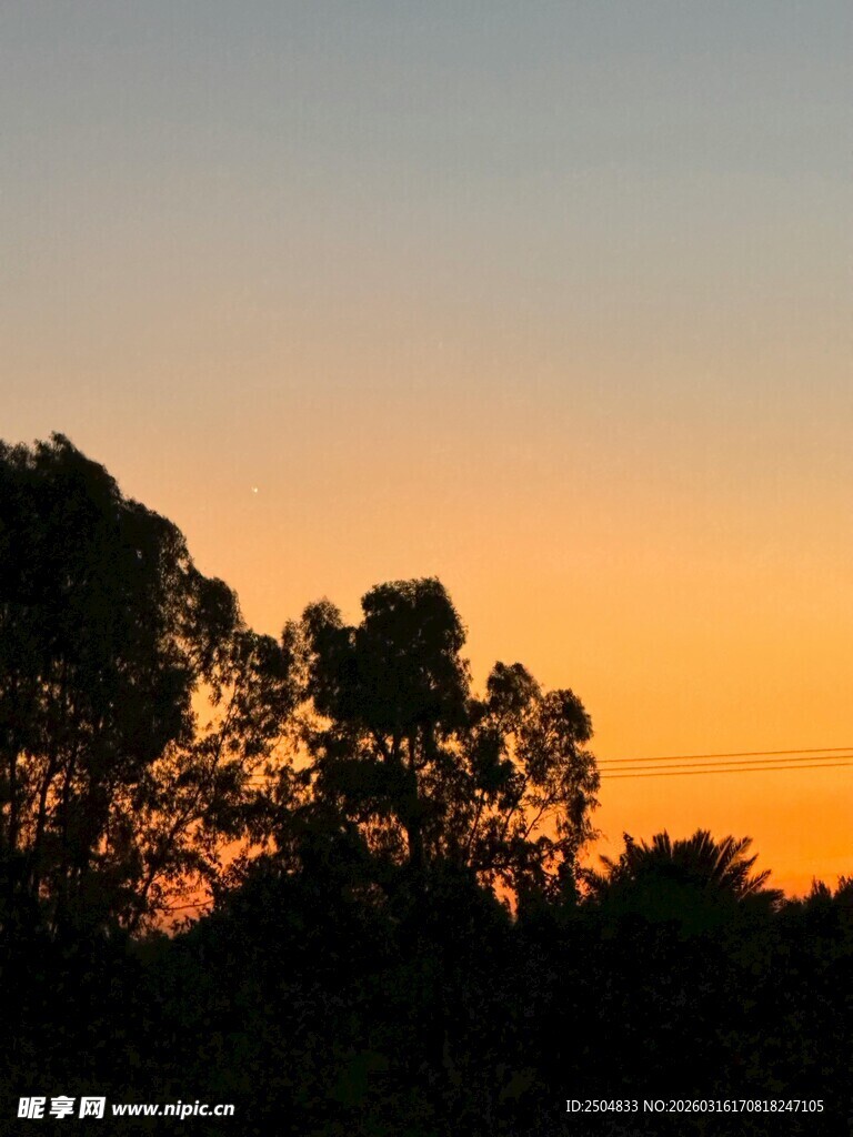 日落时分的树木剪影