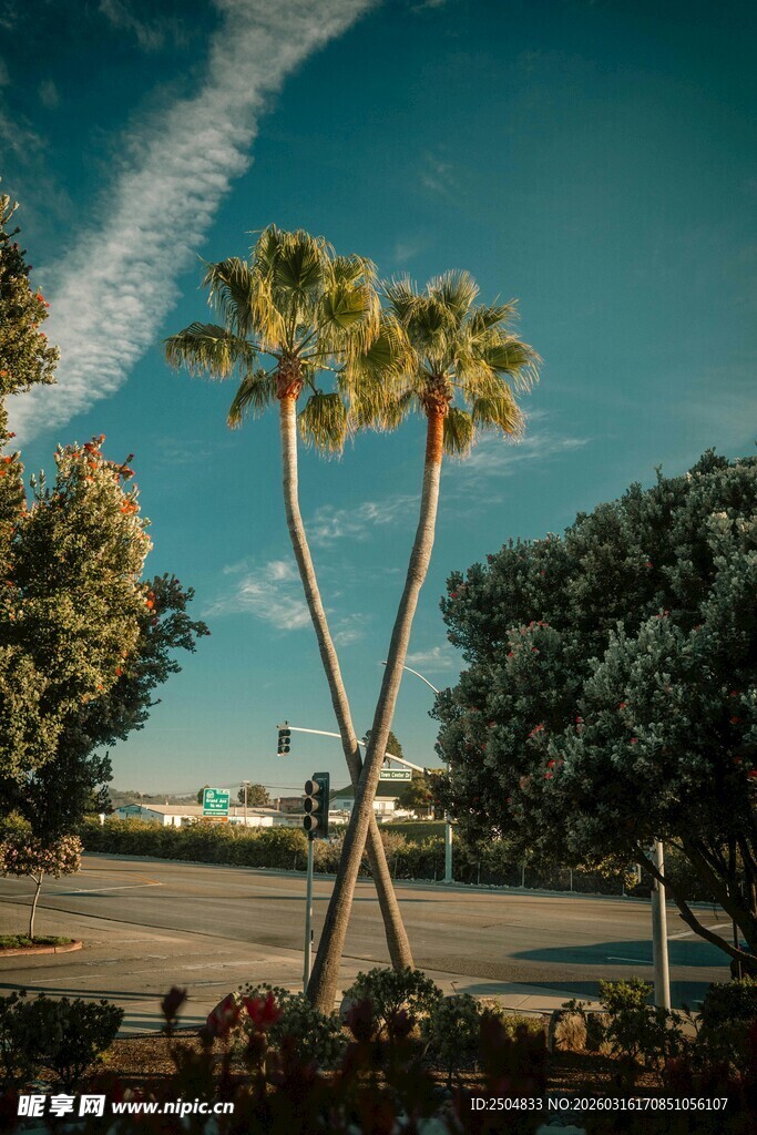 交叉棕榈树的户外景致