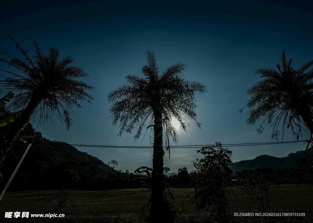 夜幕下的棕榈树与朦胧月光