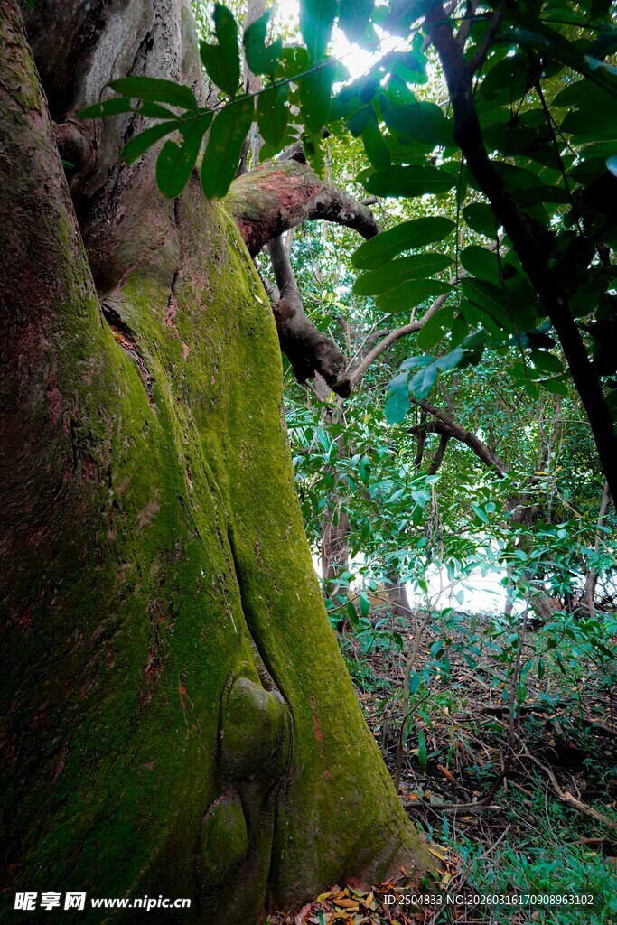 树干上的松鼠与繁茂绿植