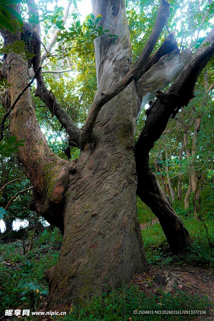 古老大树的繁茂森林景象