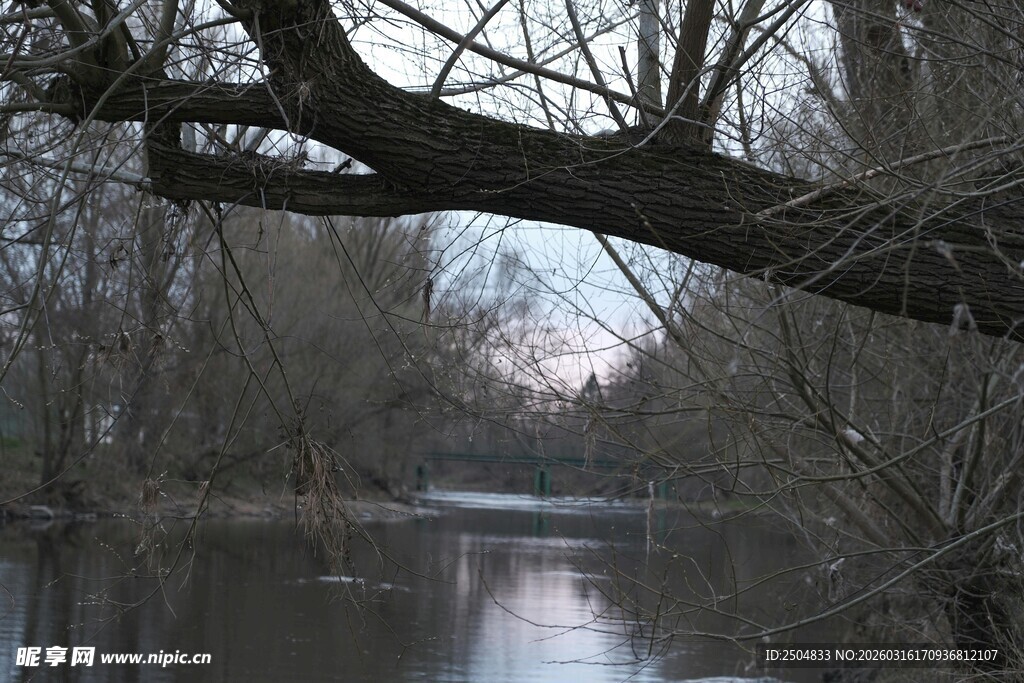 河畔枯树映于宁静水面