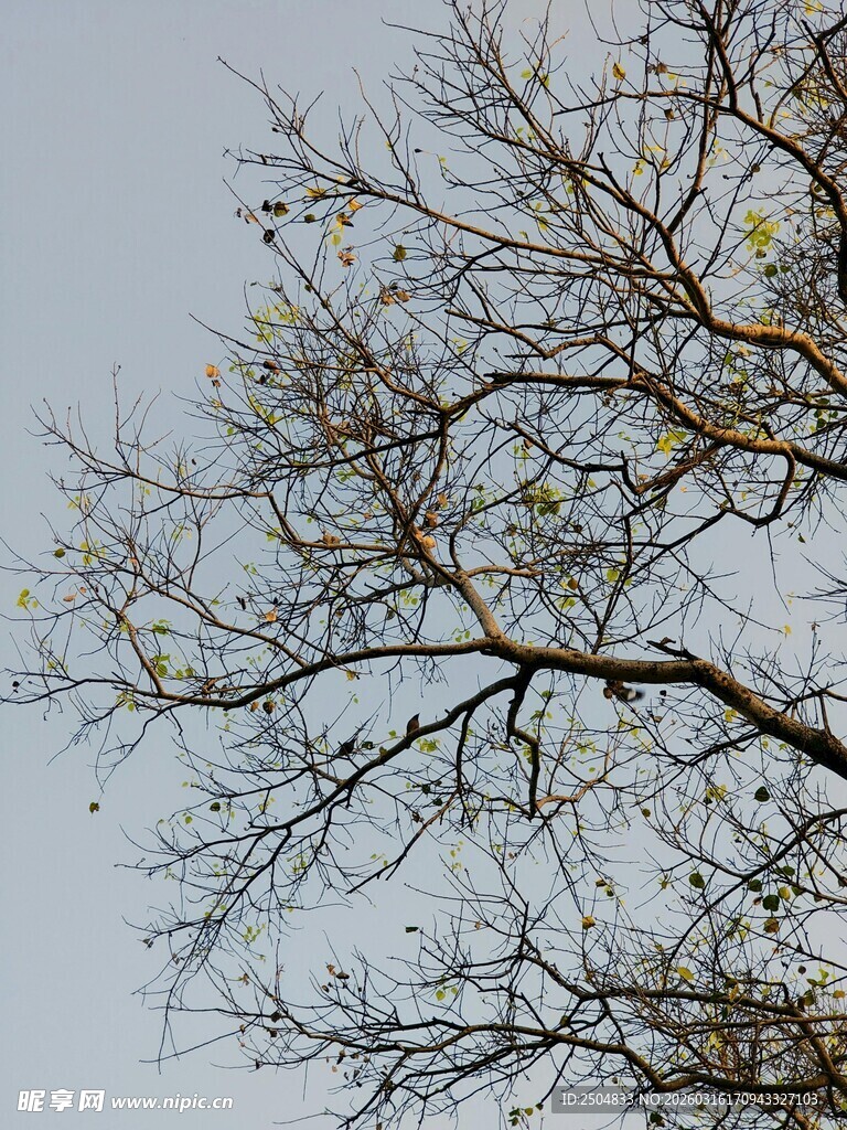 枝头稀疏的树木