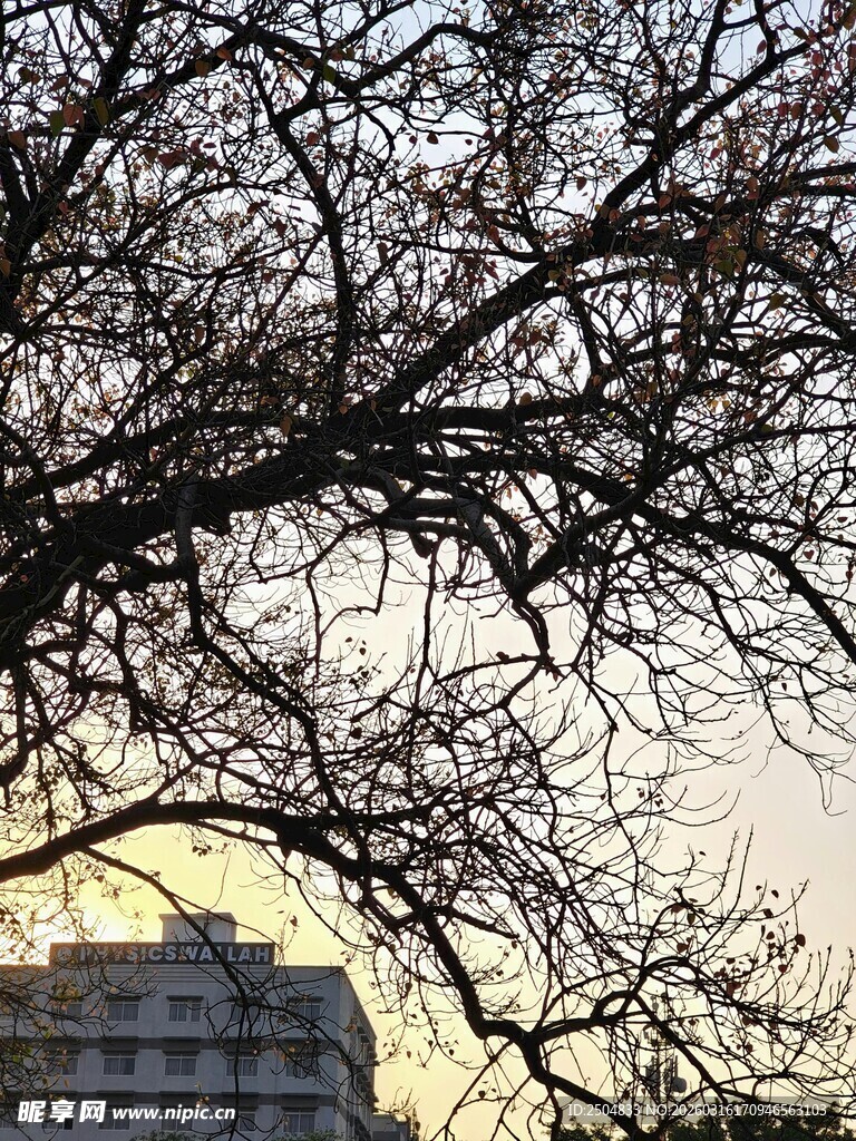 夕阳下的树枝与远处建筑