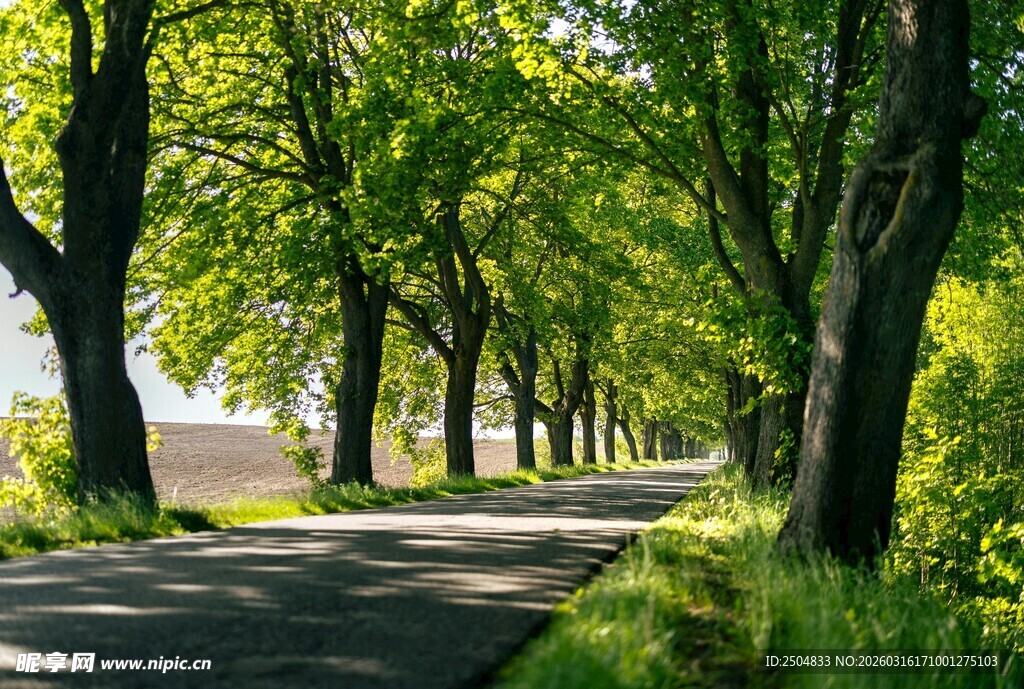 林荫小道 绿意盎然的风景