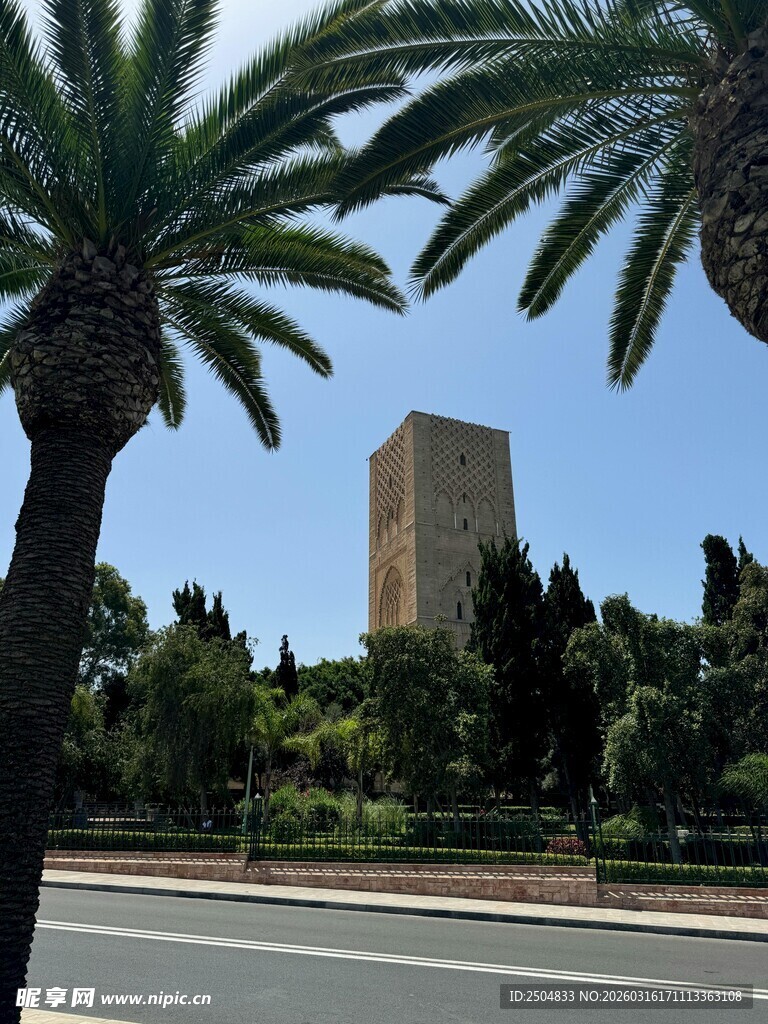 道路旁的棕榈树与高楼