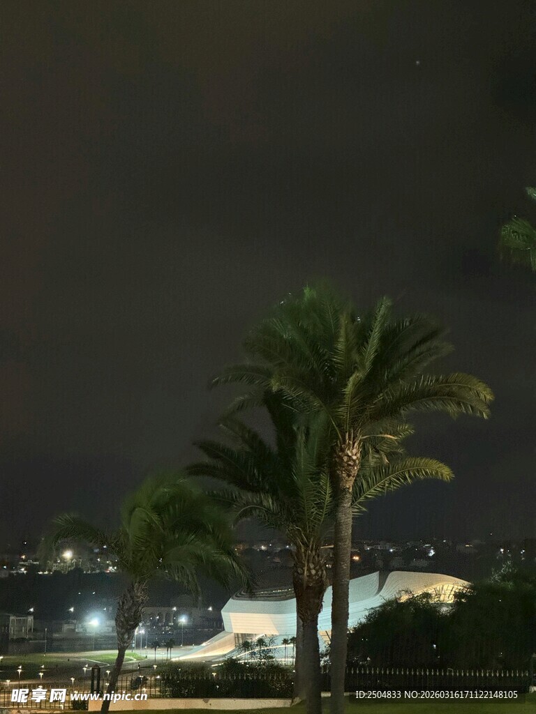 夜晚中的棕榈树与城市灯火