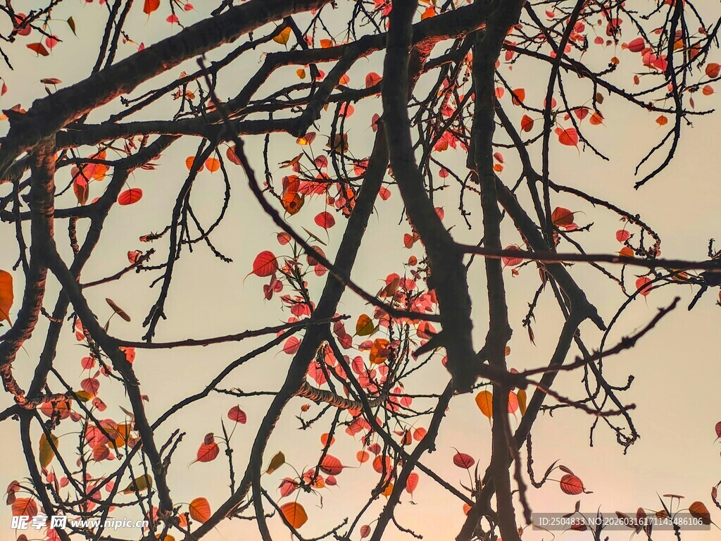 秋日红果缀枝桠