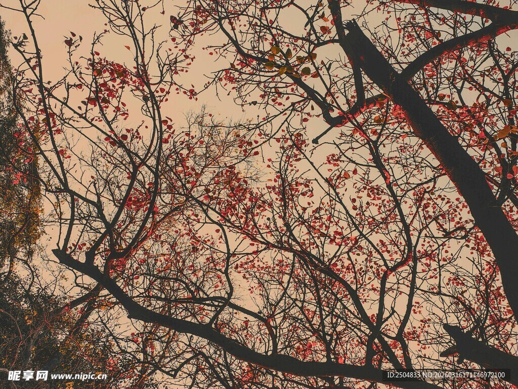 秋日红枫树枝特写