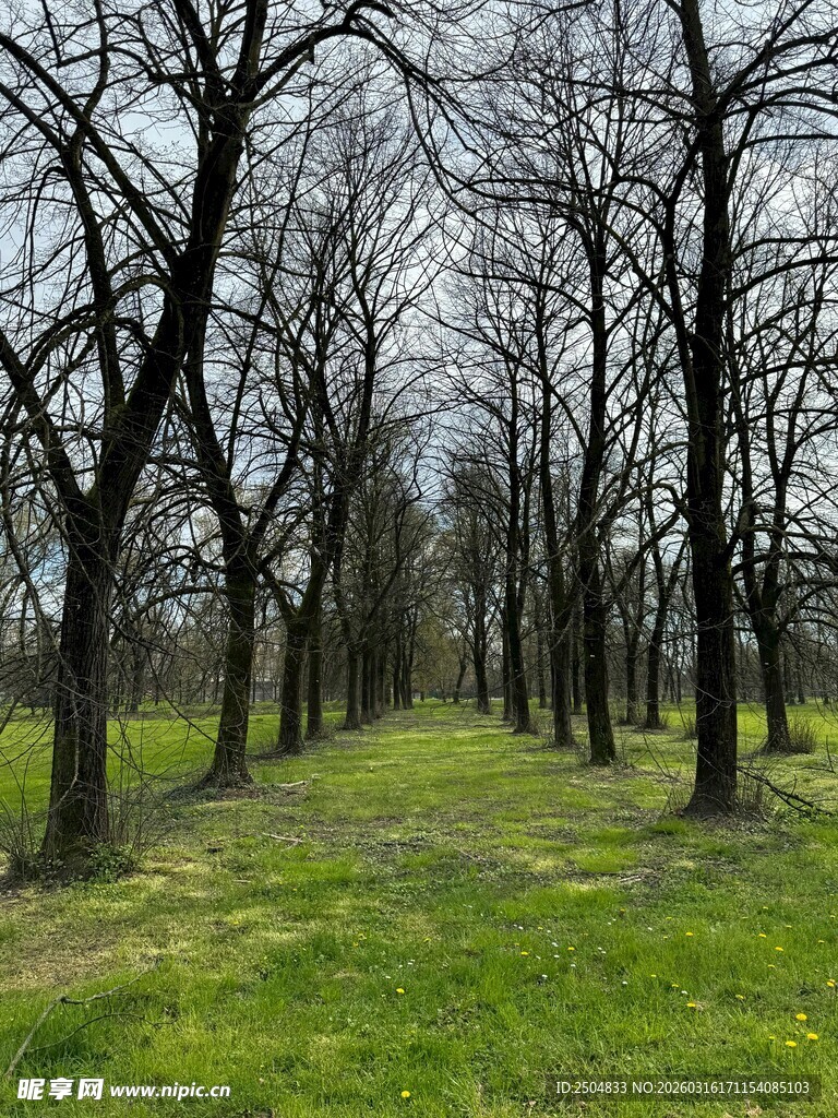 林间草地 静谧自然之景