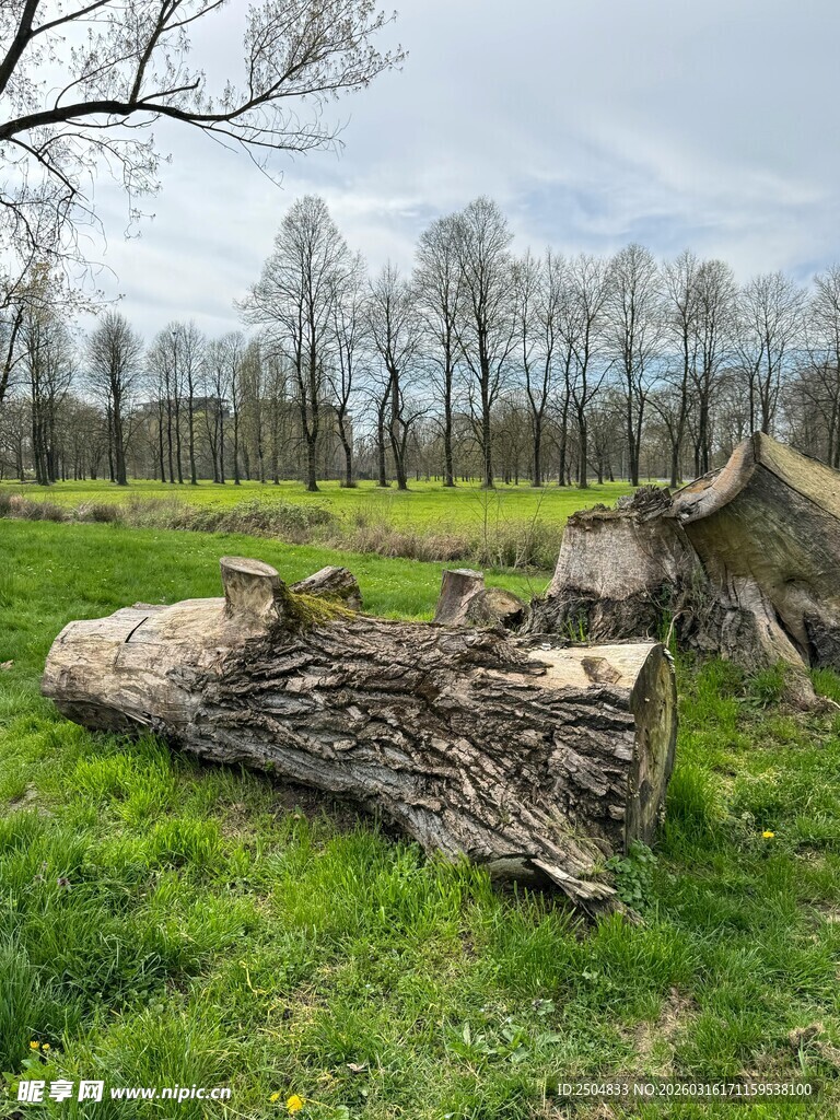 田野中横卧的巨大枯木