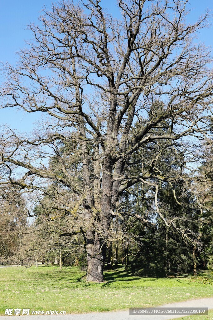 旷野中的古老光秃大树