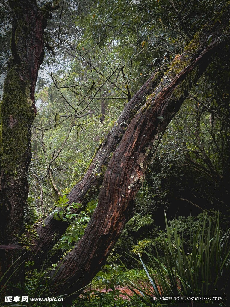 森林中倾斜的古老树木