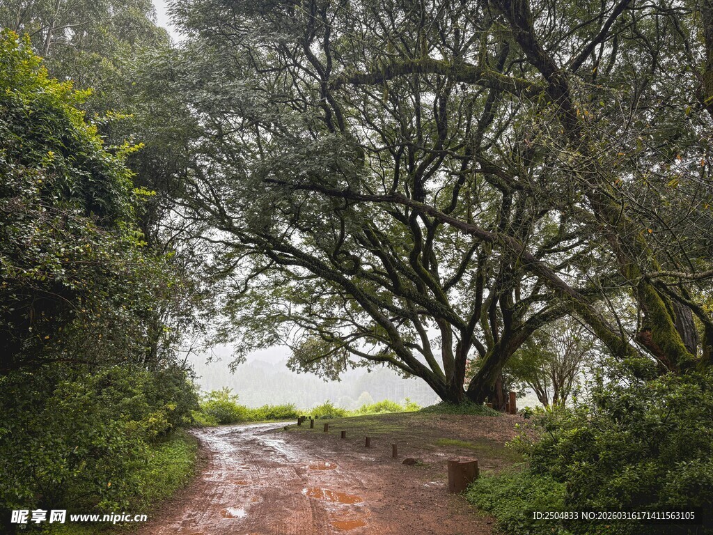 雨中林间小道与繁茂大树