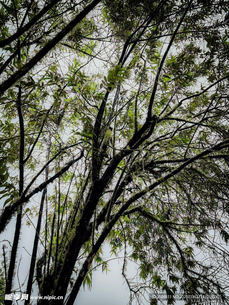 繁茂树枝 展现自然生机