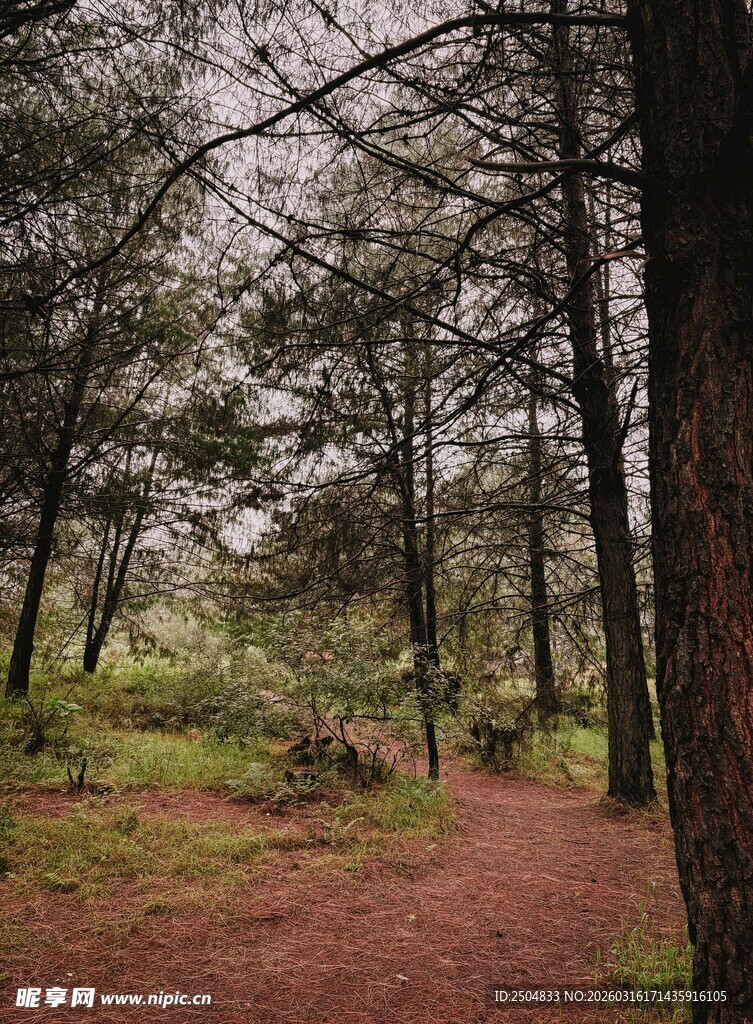 林间小径 静谧自然之景