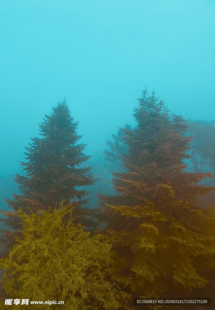 雾中葱郁树木景观