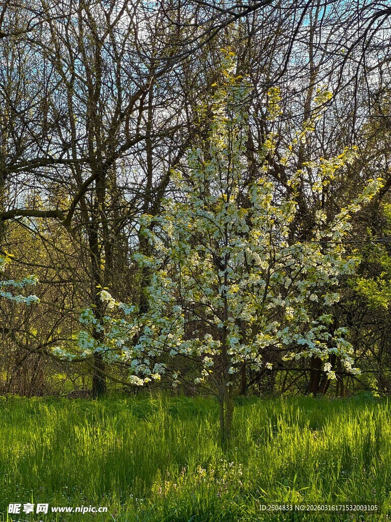 春日林间绽放的繁花绿草