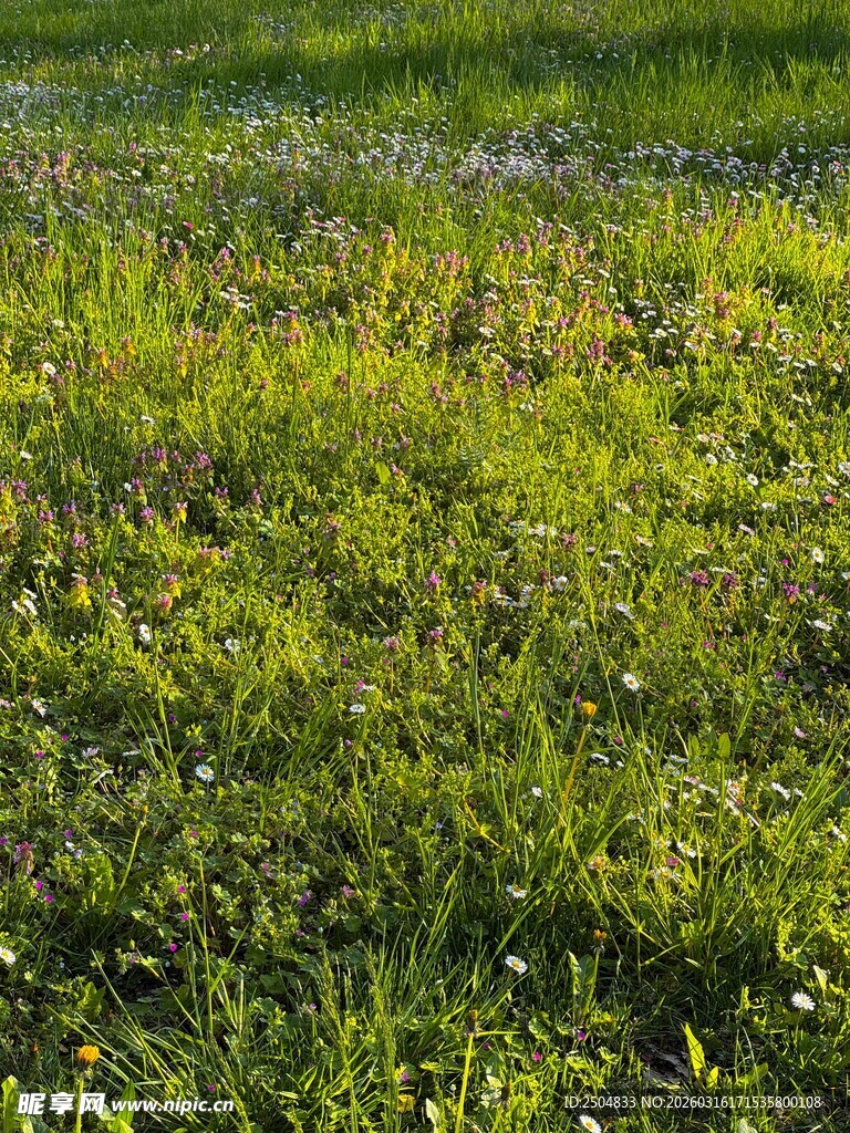 翠绿草地 生机盎然