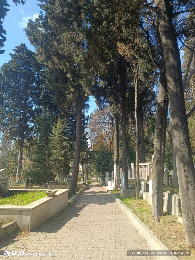 林荫小道 静谧的户外景致