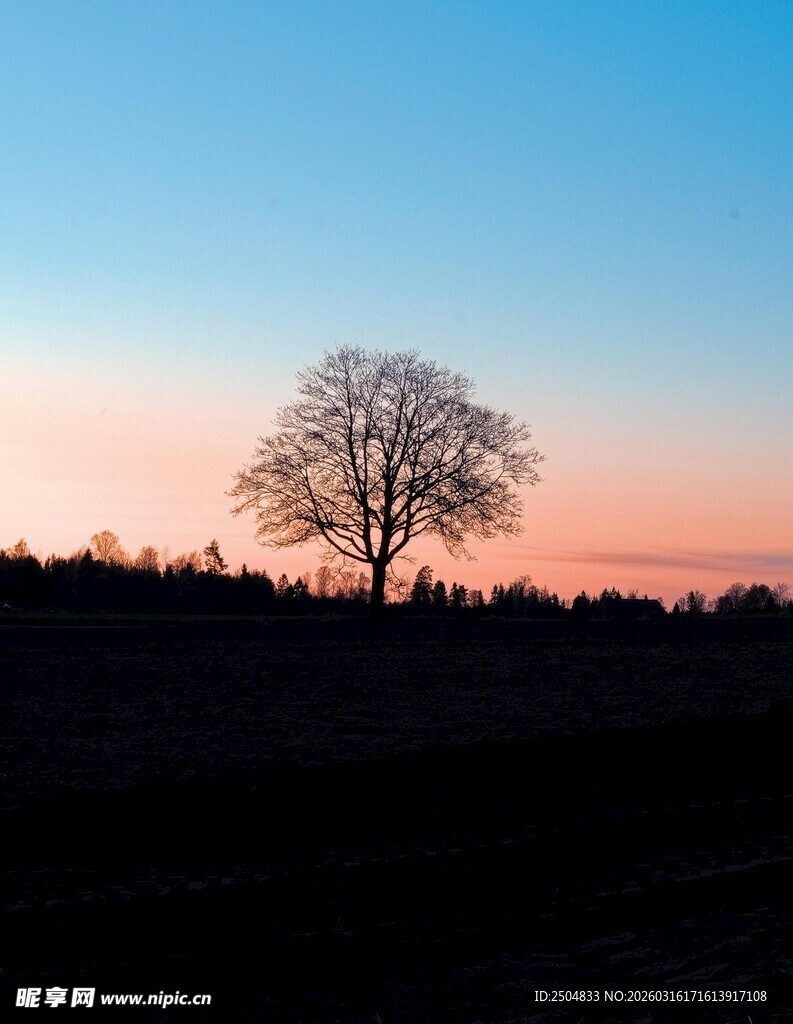 黄昏孤树剪影