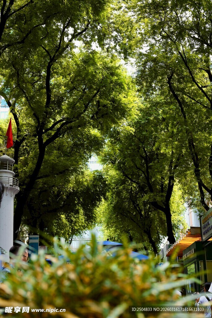 绿荫下的清新景致