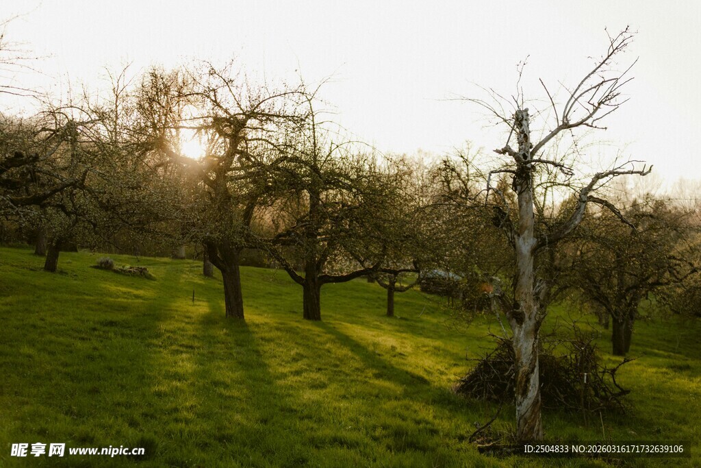 春日果园 光影下的静谧树影