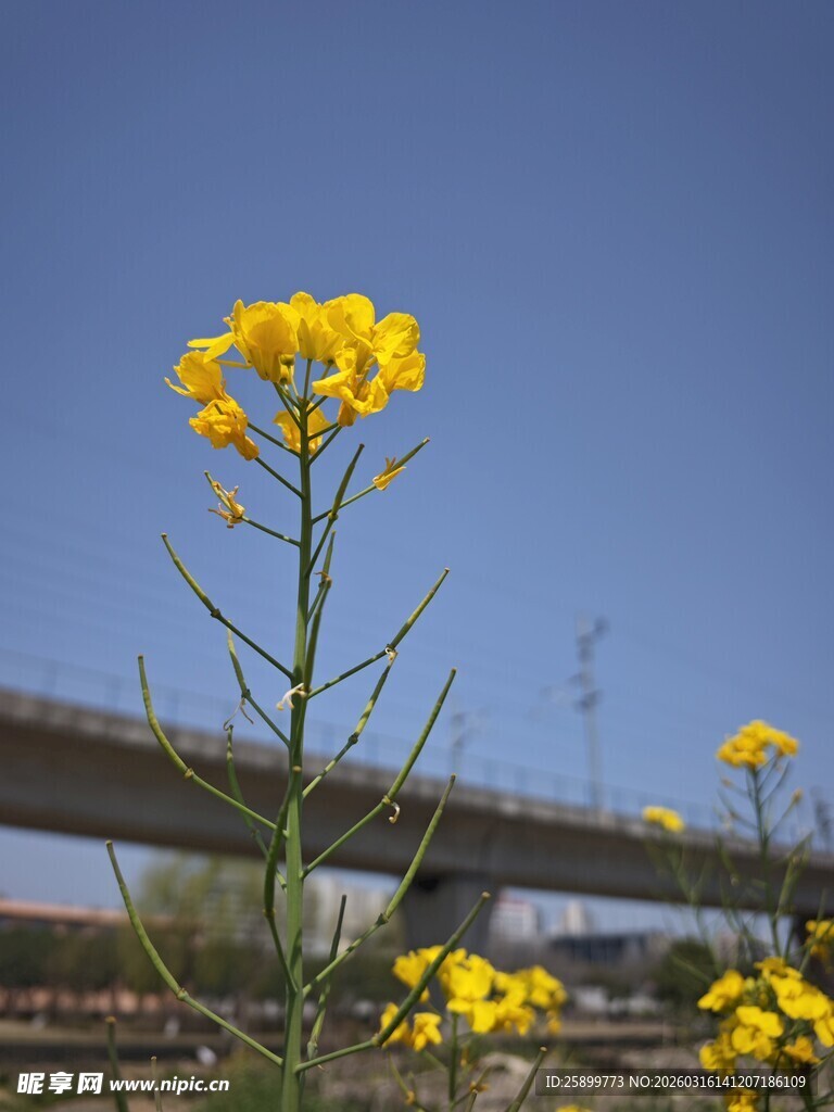 公路旁绽放的黄色小花