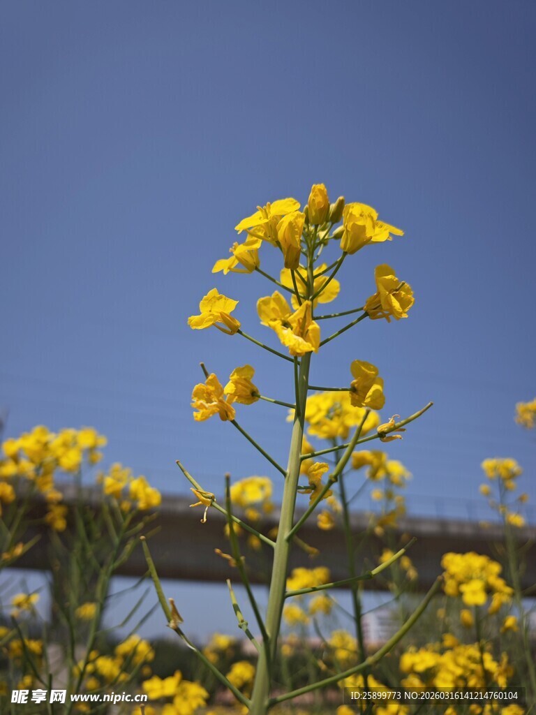 蓝天映衬下的灿烂油菜花