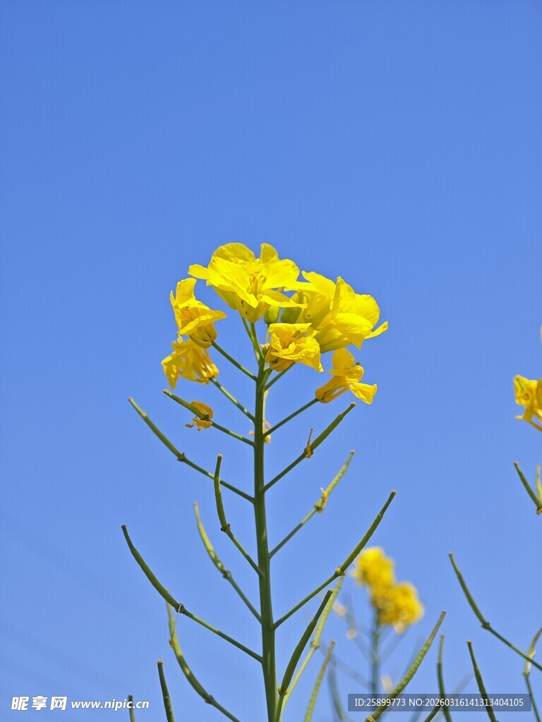 蓝天映衬下的黄色油菜花